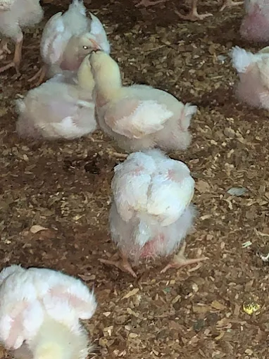 ClimateWise AgriFarm
