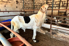 Julas integrated farm