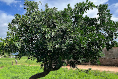 ALAMGARD FARMS