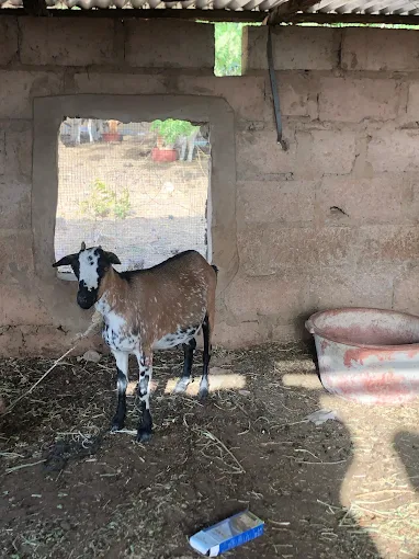 Sare Yaffa Ranch
