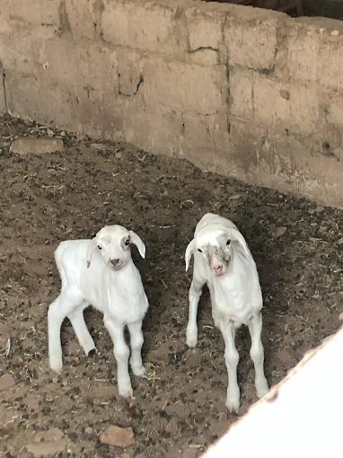 Sare Yaffa Ranch