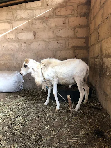 Sare Yaffa Ranch