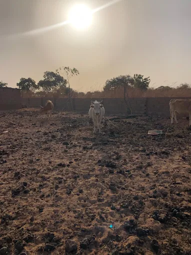 Sare Yaffa Ranch