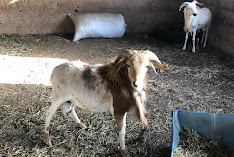 Sare Yaffa Ranch