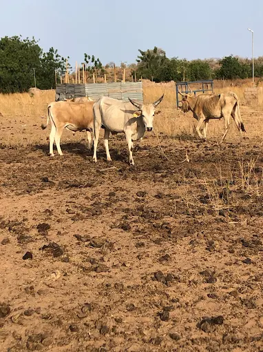 Sare Yaffa Ranch