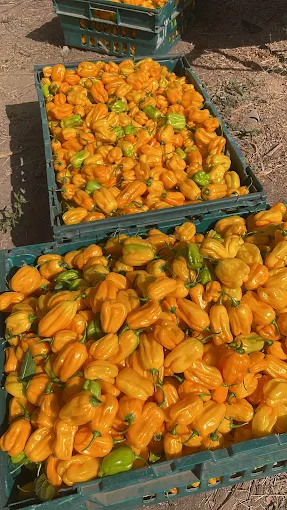 maawis farm comapny