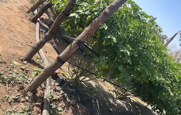 maawis farm comapny