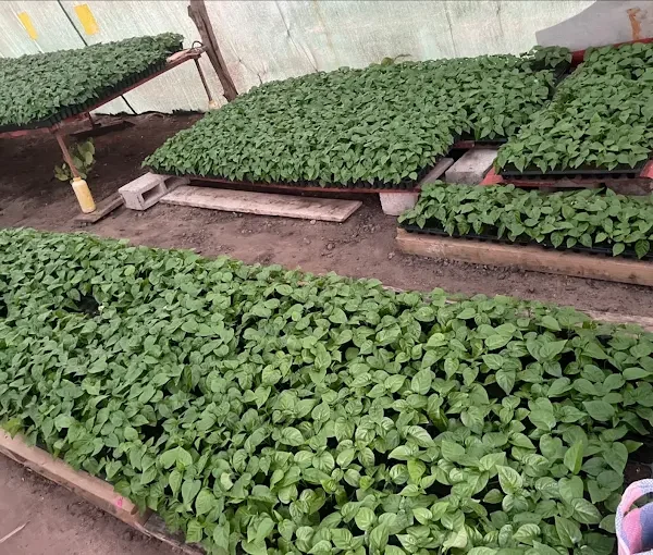 maawis farm comapny