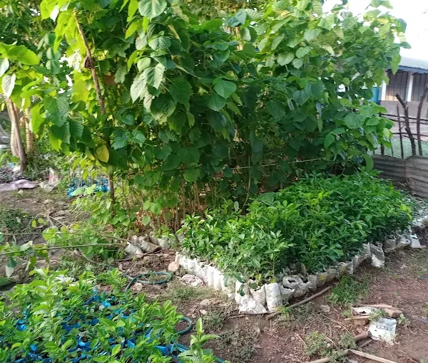 S&D Farm