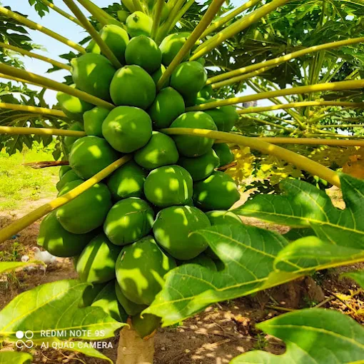 Sarr Green Hectares Gambia Limited