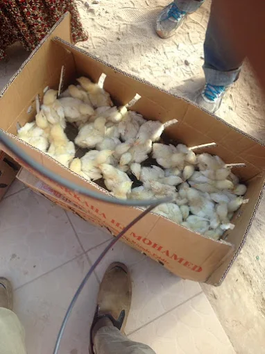 Ben's chicken farm