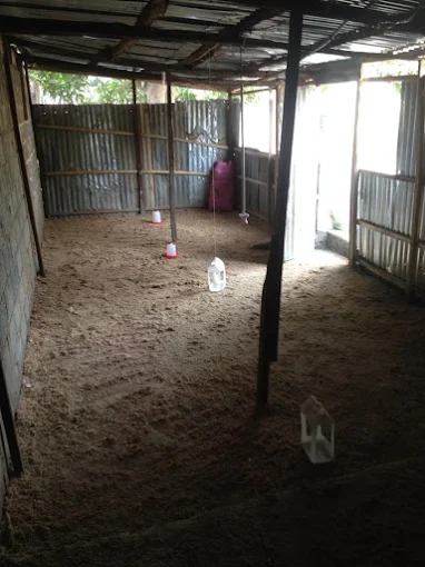 Ben's chicken farm
