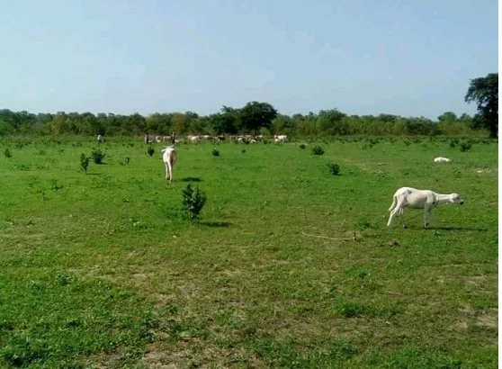 Atambajero Agric Farm