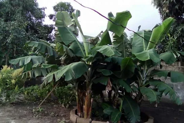 Atambajero Agric Farm