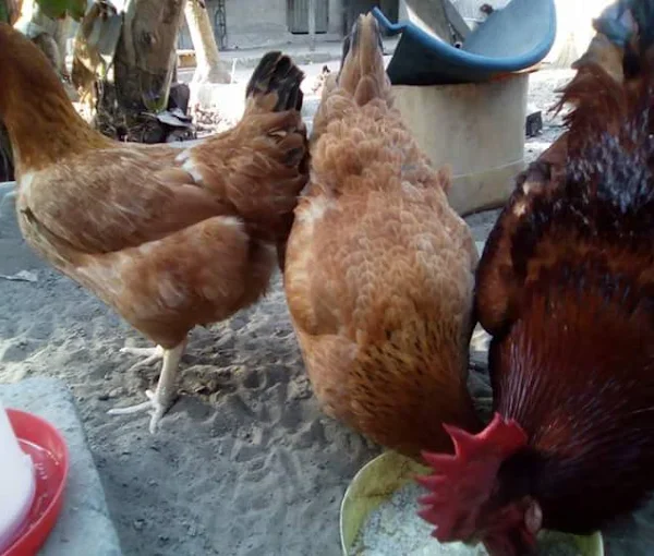 Atambajero Agric Farm