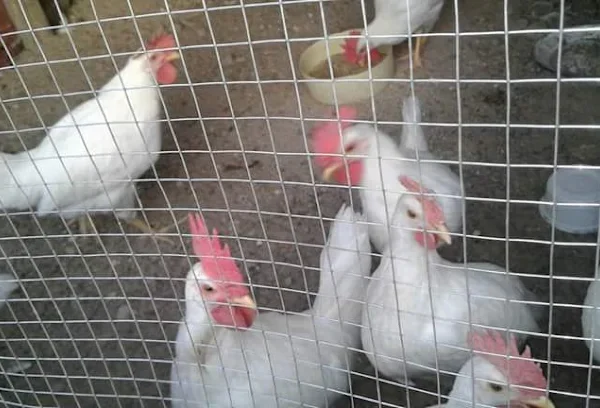 Atambajero Agric Farm