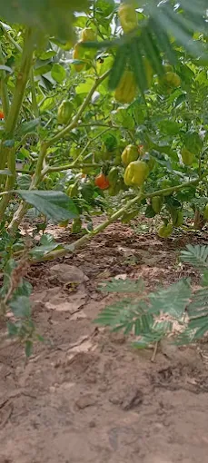 Garden Farm