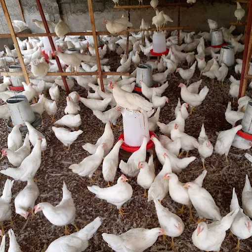 A&S Poultry Farms