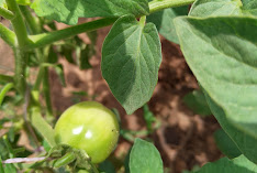 Busumbala agro industry enterprise Farms