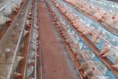 Allahtentu Quality Poultry Enterprise
