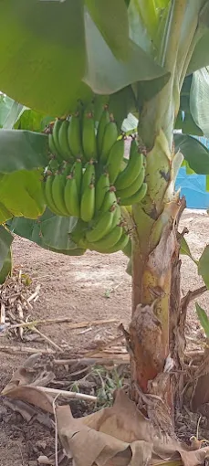 Garden Farm