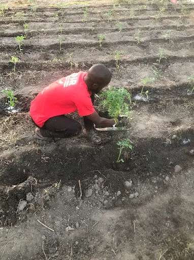Dra-Farm Gambia