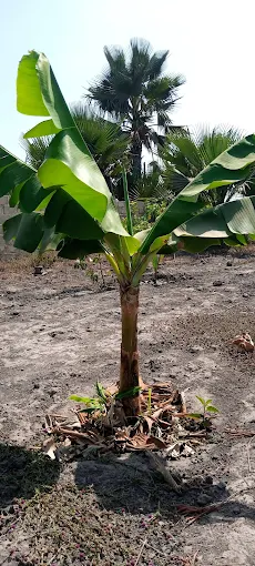SanTaZ Organic Farm