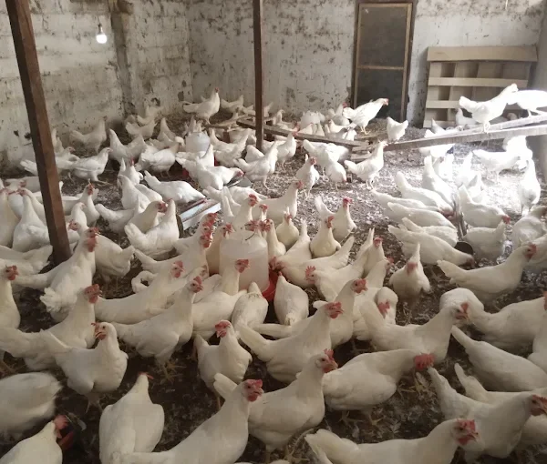 Peace Poultry Farm