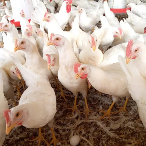 A&S Poultry Farms