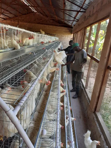 Allahtentu Quality Poultry Enterprise