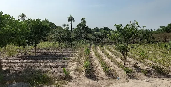 Ourfarm,Sifoe