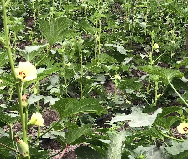 Dra-Farm Gambia