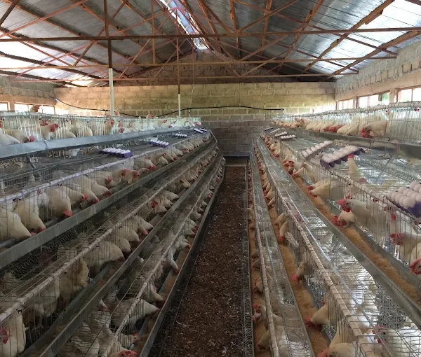 Allahtentu Quality Poultry Enterprise