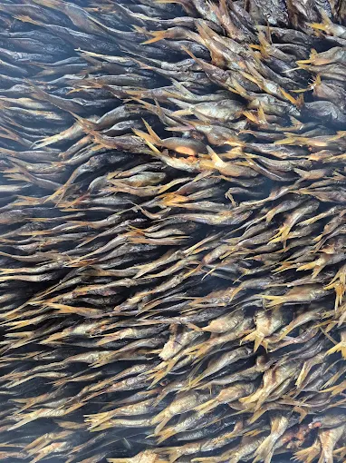 Tanji Fish Market