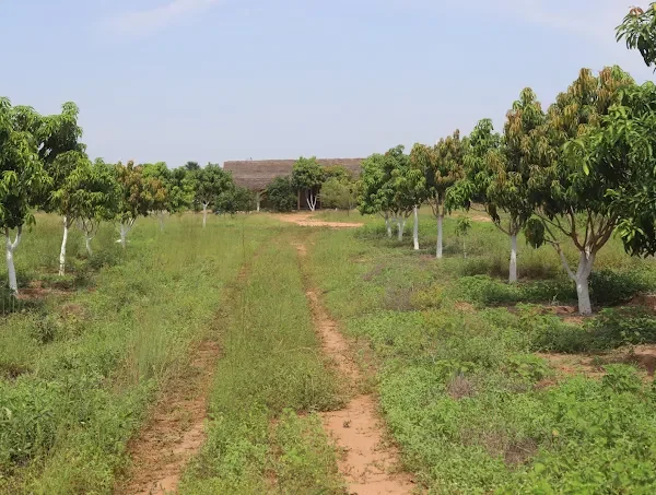 Mixed Farming Center (MFC) Fandeema