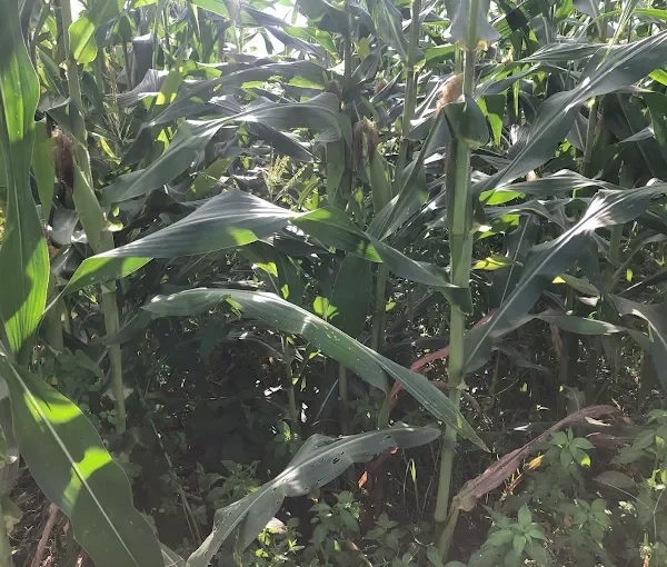 Dra-Farm Gambia
