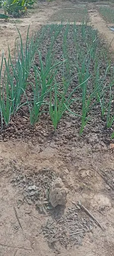 Garden Farm