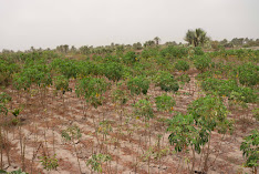SanTaZ Organic Farm
