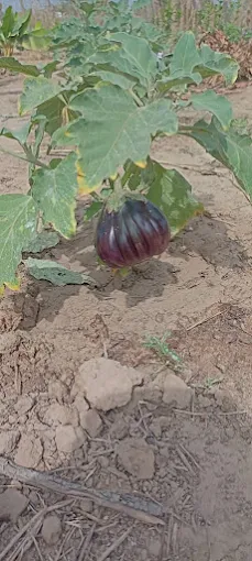 Garden Farm