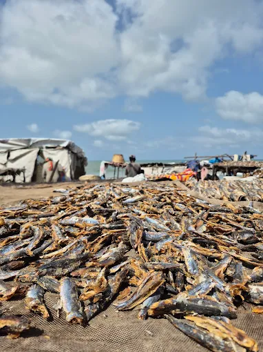 Tanji Fish Market