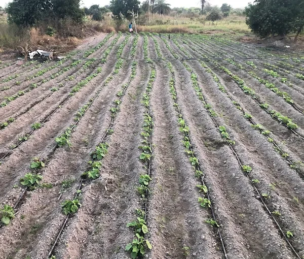 Dra-Farm Gambia