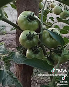 Dra-Farm Gambia